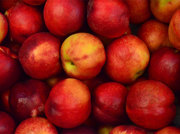 4 Simple Steps for Growing Organic Food